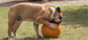Can dogs eat pumpkins?