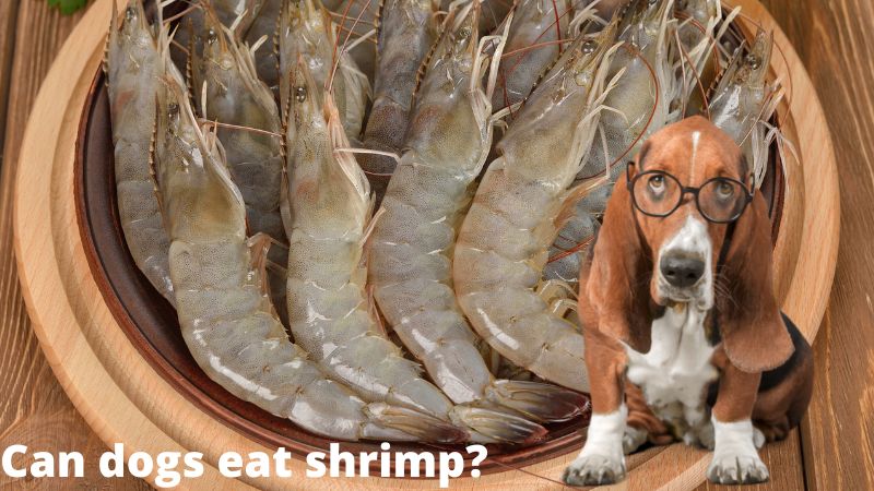 Can dogs eat shrimp