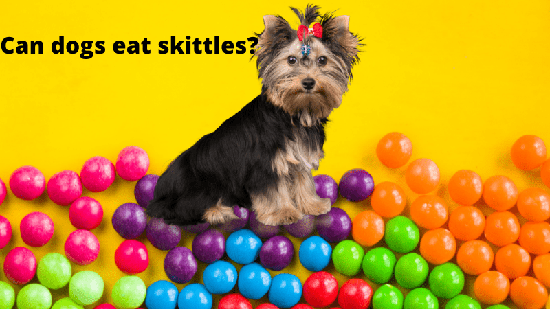 Can Dogs Eat Skittles?