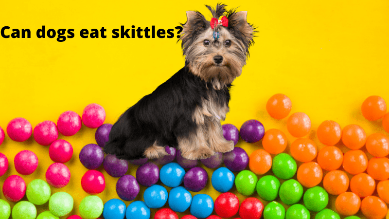 Can Dogs Eat Skittles?Vet-Reviewed Potential Risks & Benefits