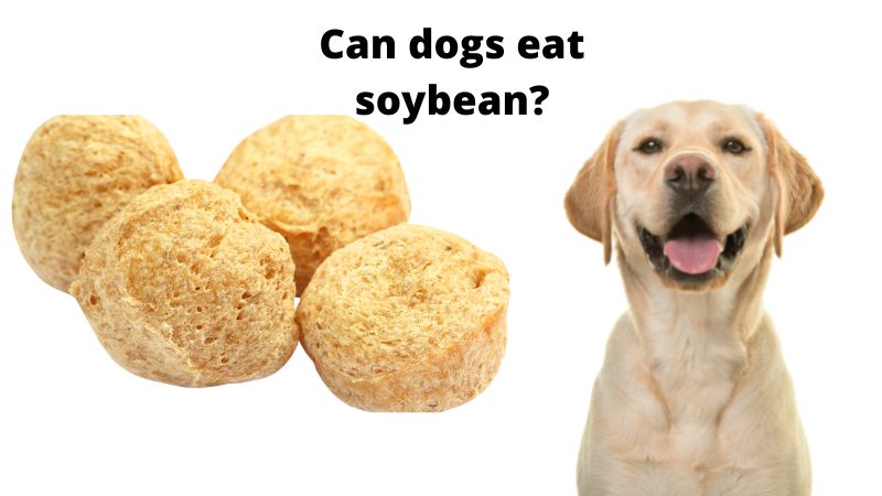 Can dogs eat soy 