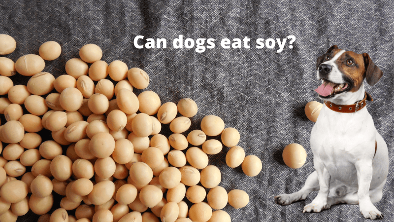Can Dogs Eat Soy?