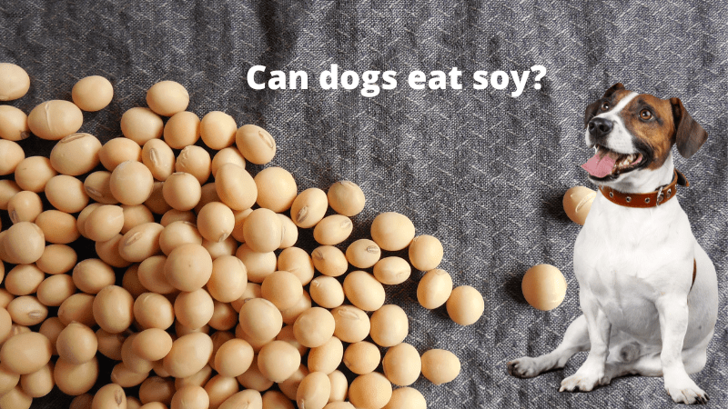 Can Dogs Eat Soy?Let’s Explore The Benefits