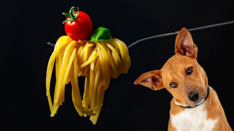 Can dogs eat spaghetti