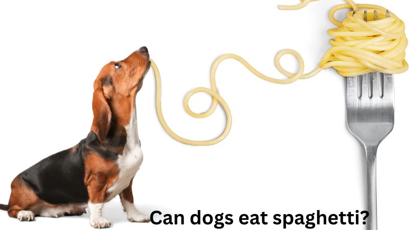 Can dogs eat spaghetti?