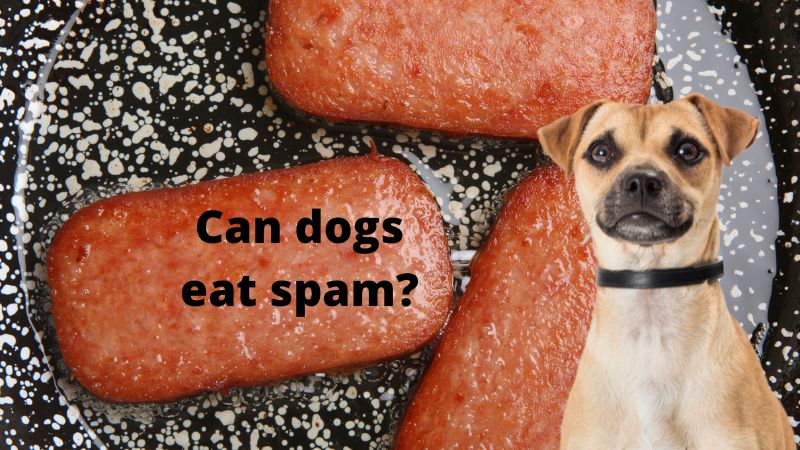 Can Dogs Eat Spam?[READ BEFORE YOU FEED!!]