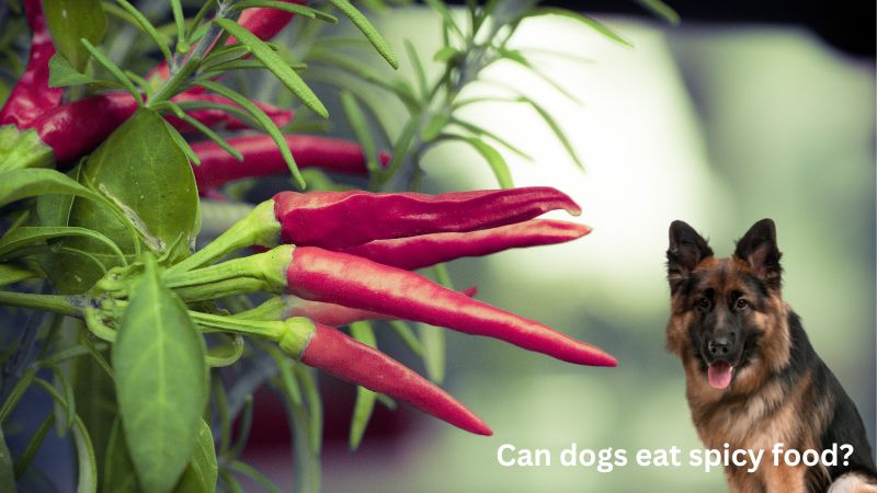Can dogs eat spicy food