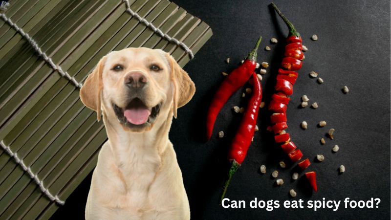 Can dogs eat spicy food?Let’s Explore The Benefits