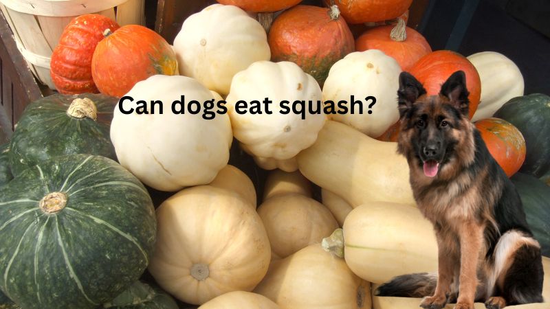 Can Dogs Eat Squash?All You Need To Know