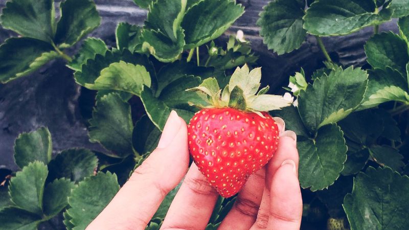 Can dogs eat strawberries?