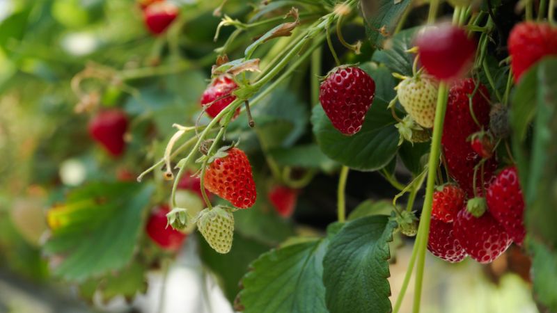 Can dogs eat strawberry