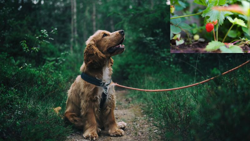 Can dogs eat strawberry