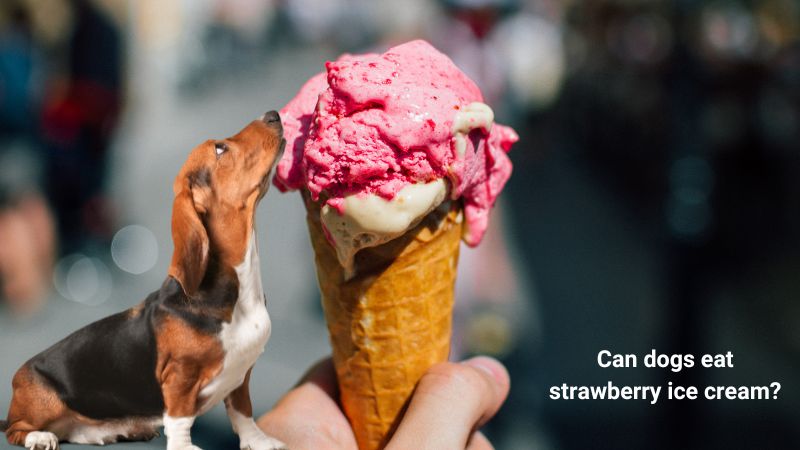 Can dogs eat strawberry ice cream-