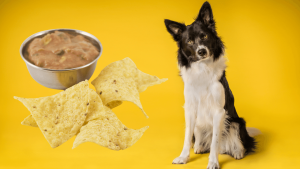 Can dogs eat tortilla?