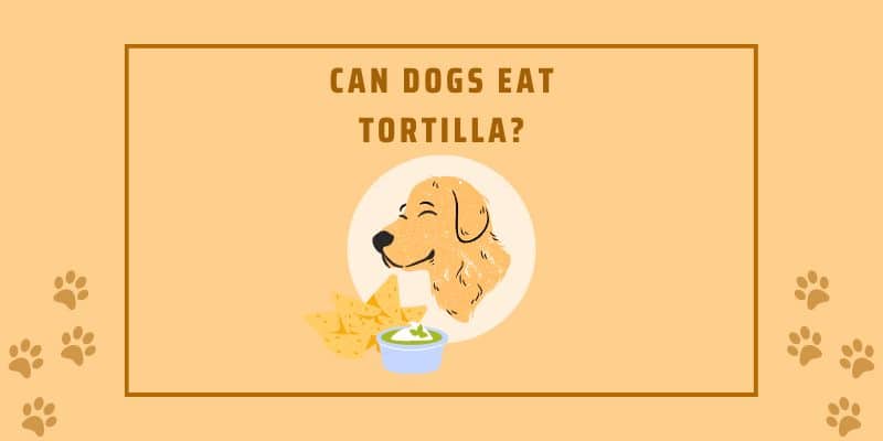Can dogs eat tortilla?