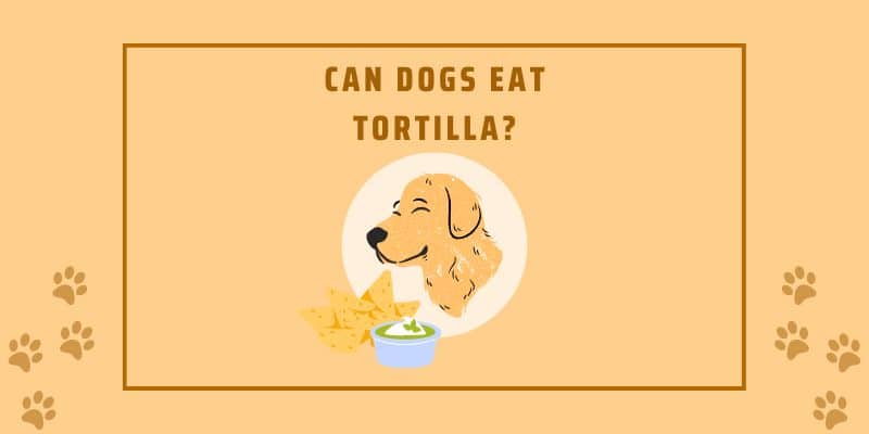 Can dogs eat tortilla?What You Need To Know