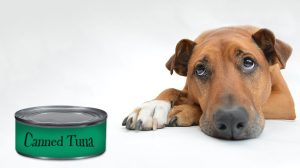 Can dogs eat tuna?