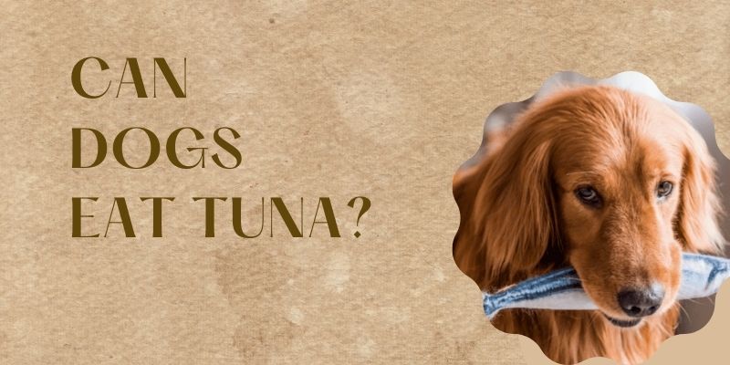 Can dogs eat tuna?What You Need To Know