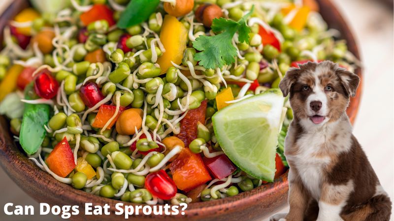 Can Dogs Eat Sprouts? 