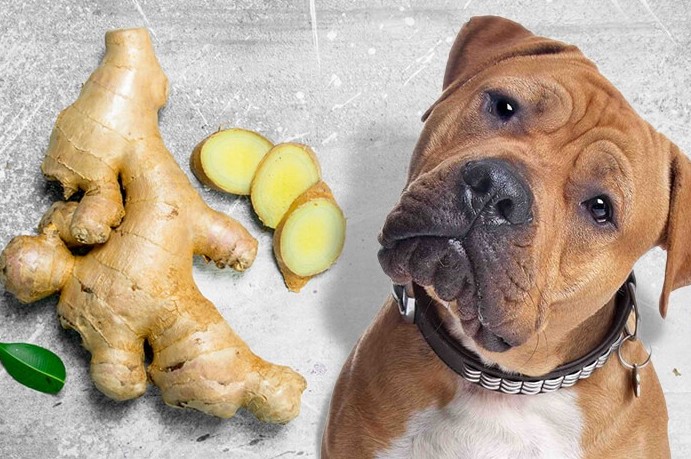 can dog eat ginger