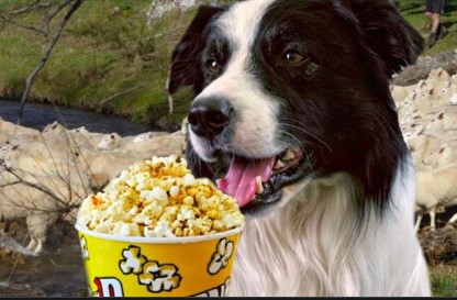 can dogs eat popcorns