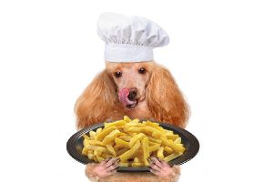 can dog eat potato?