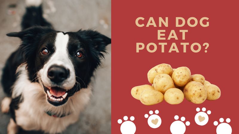 Can Dogs Eat Potato?[READ BEFORE YOU FEED!!]