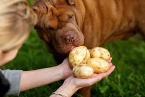 can dog eat potato?