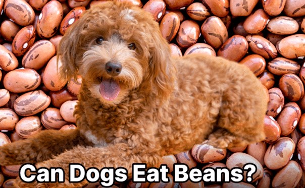 Can Dogs Eat Pinto Beans?