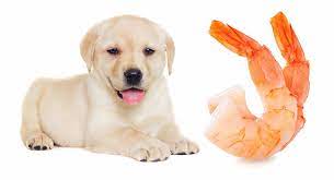 can dogs eat prawns?