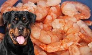 can dogs eat prawns?