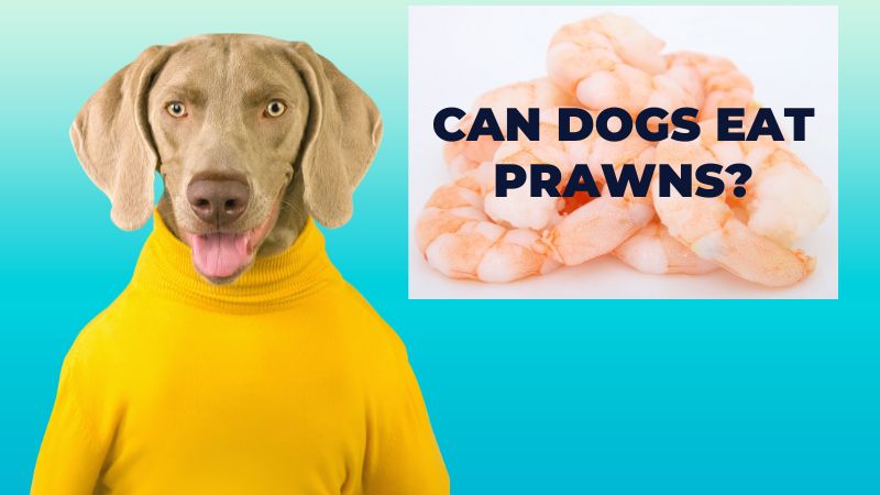 Can dogs eat prawns?