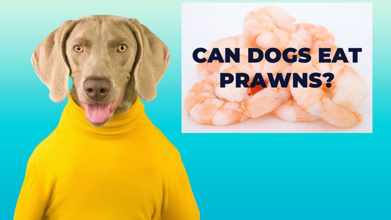 Can dogs eat prawns?Let’s Explore The Benefits