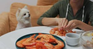 can dogs eat prawns?