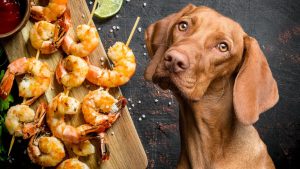 can dogs eat prawns?