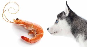 can dogs eat prawns?