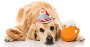 can dogs eat pretzels?