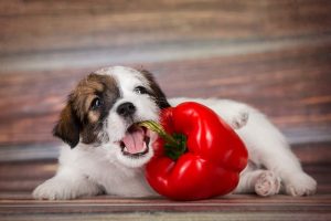 can dogs eat pretzels?