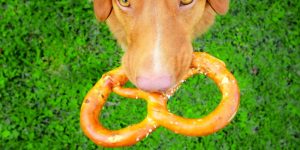 can dogs eat pretzels?