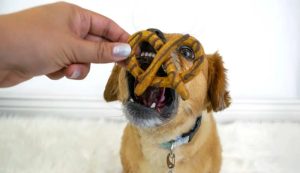 can dogs eat pretzels?