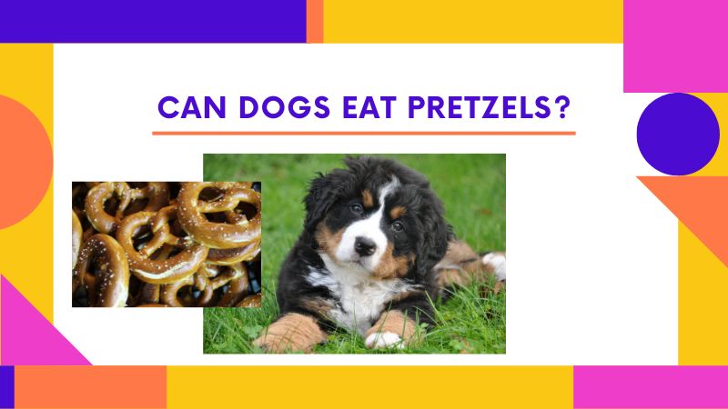 Can Dogs Eat Pretzels?What Amount Is Safe?