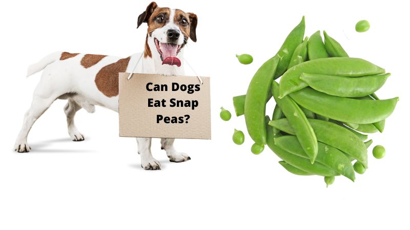 Can Dogs Eat Snap Peas?