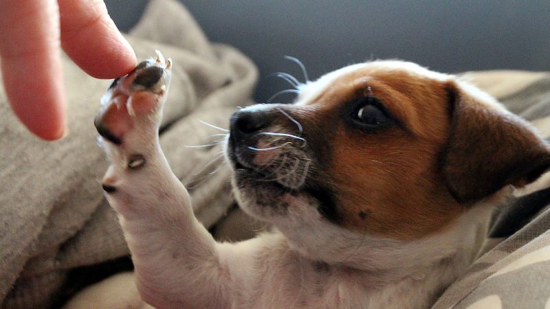 can dogs eat snap peas.