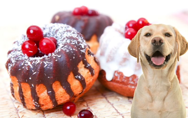 Can Dogs Eat Sweets?