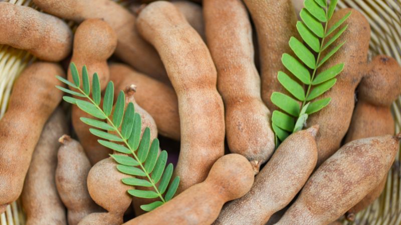 can dog eat tamarind