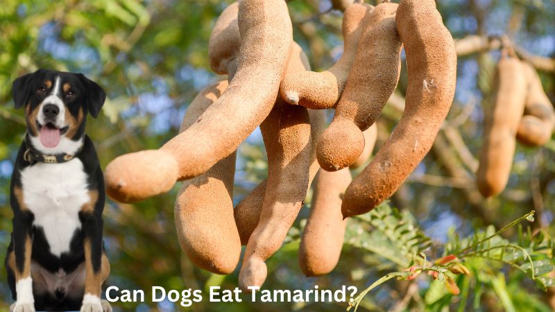 Can Dogs Eat Tamarind? 