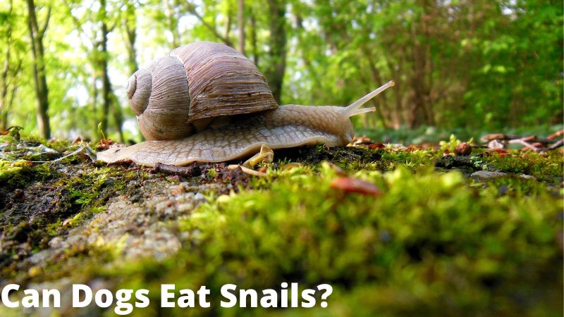 Can dogs eat snails