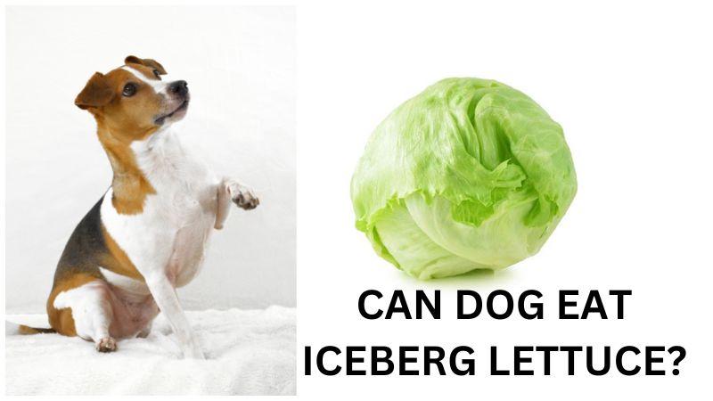 Can Dogs Eat Iceberg Lettuce?