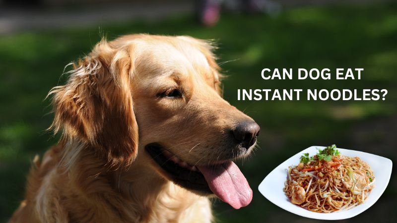 Can Dogs Eat Instant Noodles
