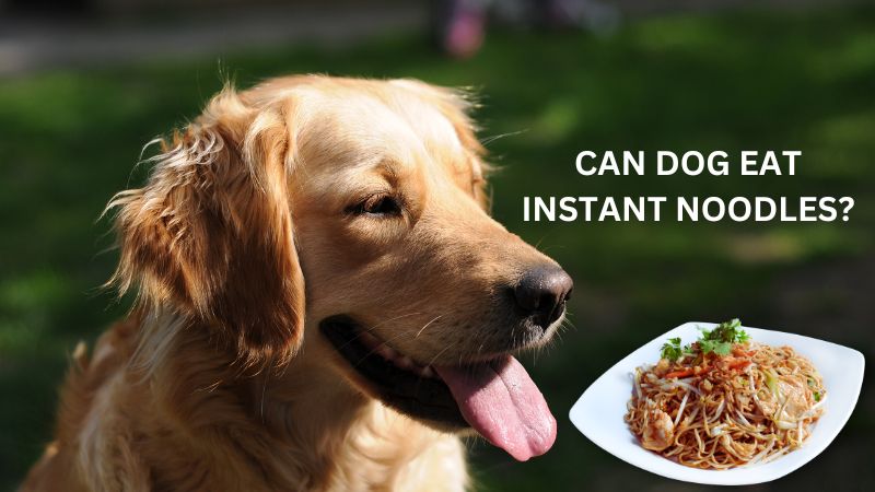 Can Dogs Eat Instant Noodles?Risks and Benefits Explored